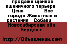 продажа щенков пшеничного терьера › Цена ­ 35 000 - Все города Животные и растения » Собаки   . Новосибирская обл.,Бердск г.